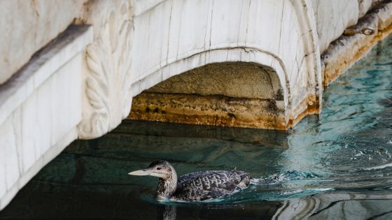 Las Vegas’ Bellagio pauses fountain show when rare bird visits – MASHAHER