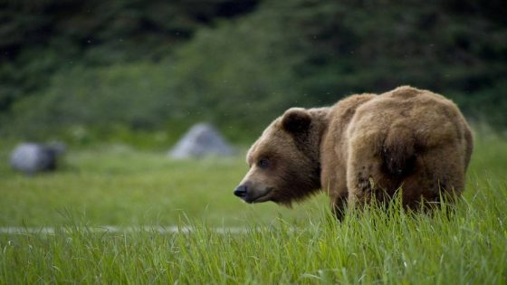 Grizzly bear’s historic venture into area of Wyoming has tragic end, officials say – MASHAHER