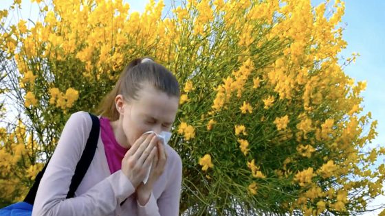 Help for hay fever sufferers? – MASHAHER