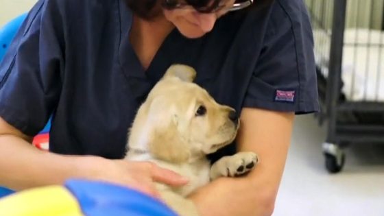 Nonprofit provides free guide dogs for the visually impaired – MASHAHER