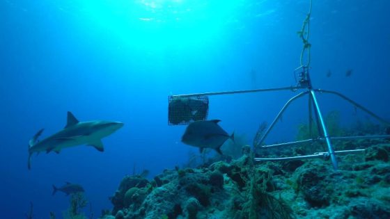 Scientists work to save reef sharks to help keep marine life balance – MASHAHER