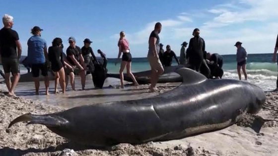 Eye Opener: Australia beachgoers save whales washed up on shore – MASHAHER