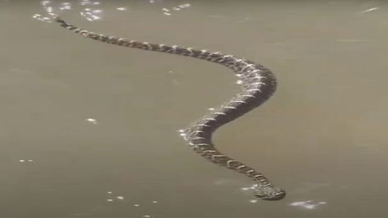 Rattlesnake Gives 2 Friends Nightmare Fuel After They Catch Reptile Swimming Toward Them – MASHAHER