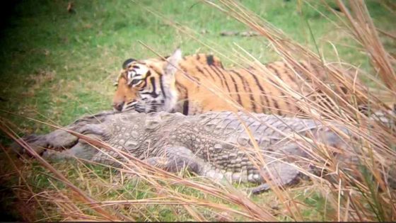 Watch tigress and her cubs feasting on crocodile they killed in rare footage – MASHAHER