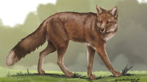 Ancient Foxes Lived and Died With Humans – MASHAHER