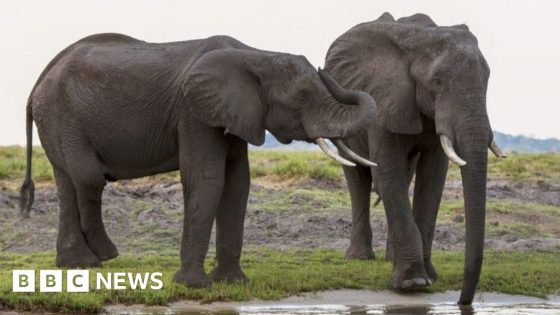 Botswana wants to send 20,000 elephants to Germany – MASHAHER