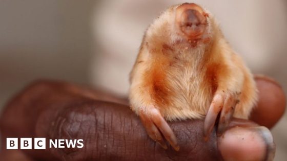 Rare blind and hairy mole spotted in Australia – MASHAHER