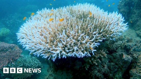 Coral bleaching: Fourth global mass stress episode underway – US scientists – MASHAHER