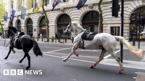 One hurt after runaway horses seen in central London – MASHAHER