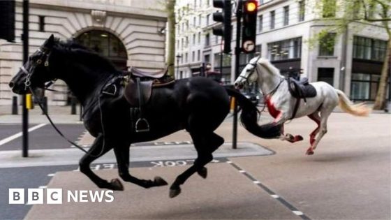 Watch: How runaway Cavalry horses caused chaos in London – MASHAHER