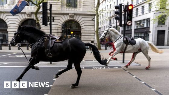 Cavalry horses in serious condition after bolting – MASHAHER