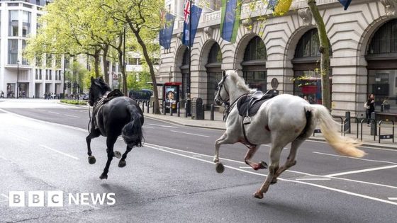 Household Cavalry horses need 'patience to heal' – MASHAHER