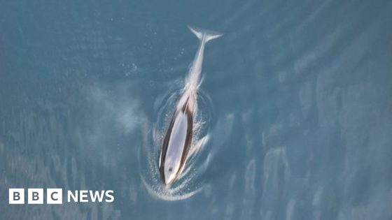 Baby orphan orca escapes Canadian lagoon after month of attempts – MASHAHER