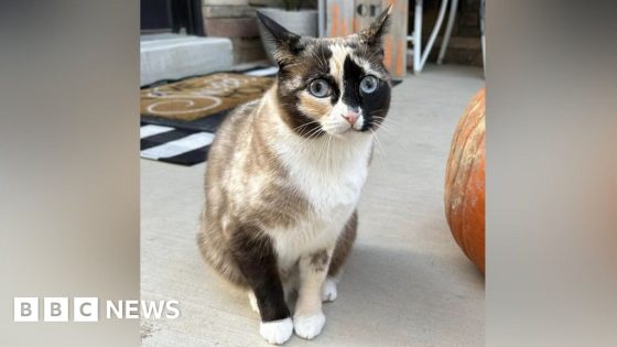 Stowaway cat accidently mailed in returned package – MASHAHER