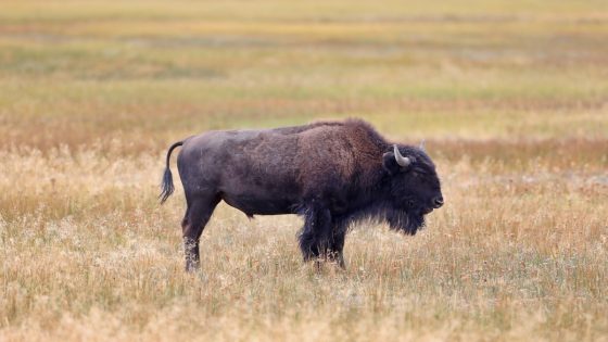 Drunk Yellowstone Tourist Roars at Bison Before Getting Attacked – MASHAHER