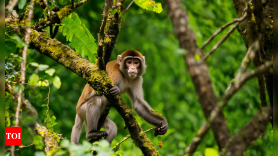 ‘Alexa, bark like a dog’: How UP girl, 13, foiled monkey attack | India News – MASHAHER