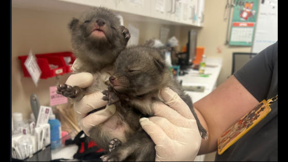 ‘Kittens’ found near Arizona shed turn out to be a bit more wild. See the ‘tiny babies’ – MASHAHER