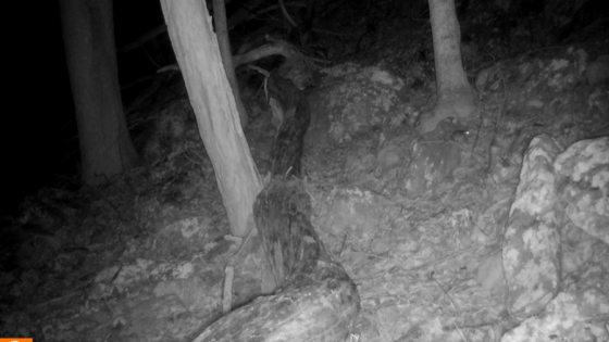 Rarely-seen ‘species of concern’ captured on West Virginia trail cam – MASHAHER