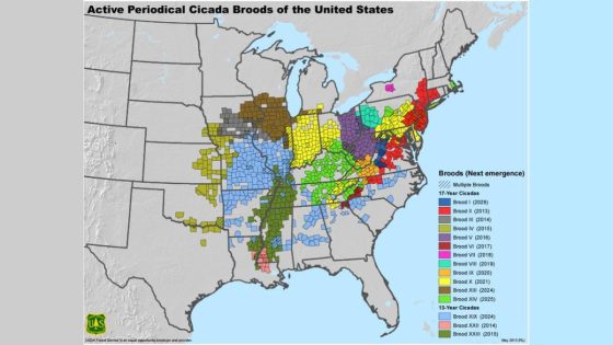 When will the swarm of cicadas emerge in Chicago? – MASHAHER