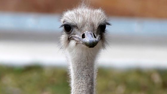 Beloved Ostrich Dies at Kansas Zoo After Swallowing Worker’s Keys – MASHAHER