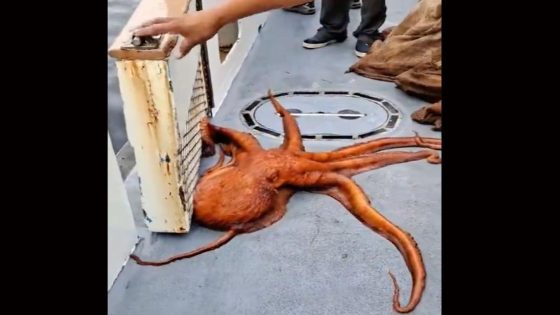 Giant Octopus Releases Itself After Being Caught by Anglers Off California Coast – MASHAHER