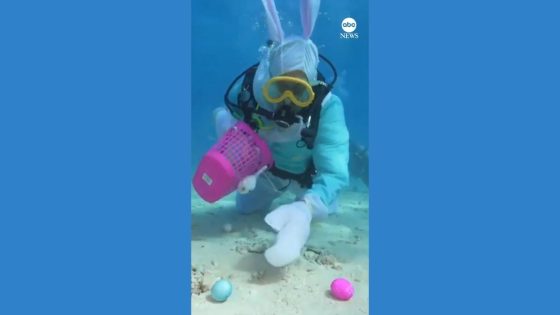 Video Easter Bunny hosts underwater egg hunt in the Florida Keys – MASHAHER