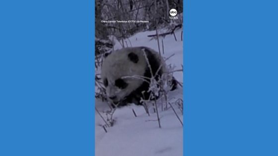 WATCH: Infrared cameras capture giant panda cub – MASHAHER