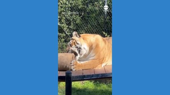 WATCH: Tiger amused by beanbag at California zoo – MASHAHER