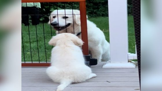 WATCH: Watch the moment this dog patiently introduces himself to his new puppy brother – MASHAHER