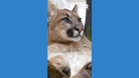 Video Mountain lion cub relaxes in hammock at California zoo – MASHAHER