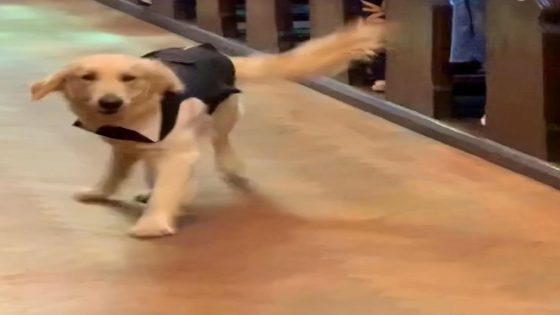 WATCH: This golden retriever made adorable entrance as ring bearer at his owner's wedding – MASHAHER