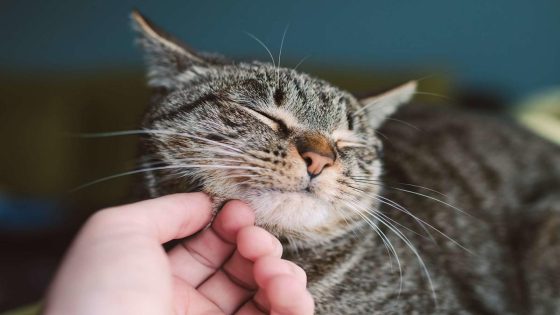 Having a Cat Can Double Your Chances of Developing Schizophrenia, New Study Says – MASHAHER