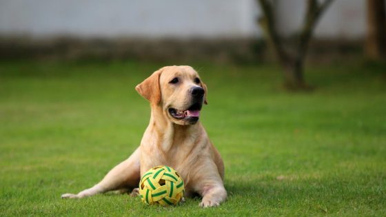 Midland man charged after old Labrador found ‘unresponsive’ with ‘rockmelon-sized’ growth – MASHAHER