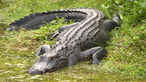 Florida Man Runs Over 11-Foot Alligator with Truck to Save Neighbor from Attack – MASHAHER