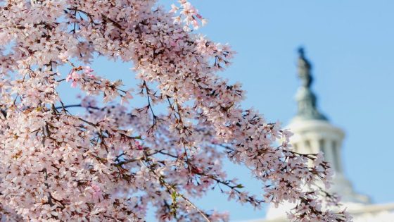 Kishida delights Washington with promise of 250 cherry trees as independence gift – MASHAHER