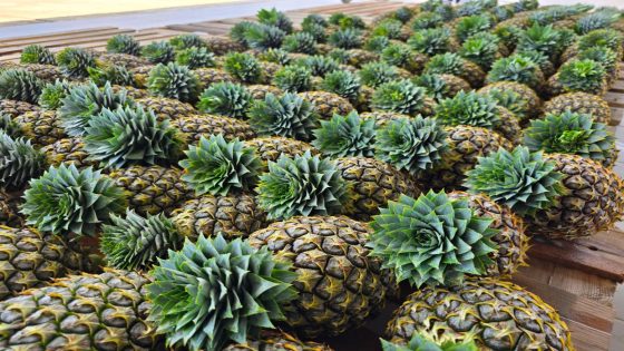 New SG1 pineapple variety from Sarawak heads to peninsula – MASHAHER