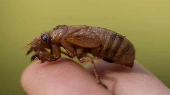 Cicadas are so noisy in a South Carolina county that residents are calling the police – MASHAHER