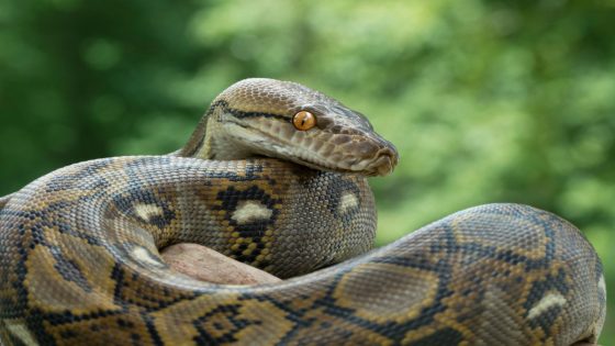 Video of Python Attempting to Grab Pet Cat In Australian Backyard Is Wild – MASHAHER