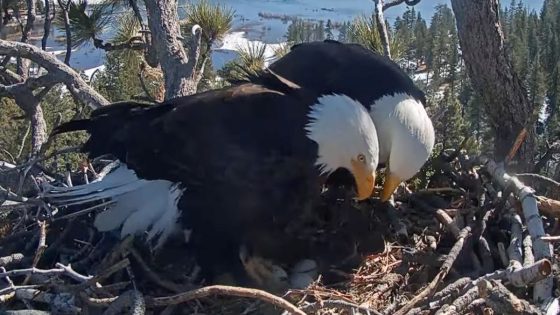 Eagle Seems To Be Trying To Convince Mate ‘It’s Time To Let Go’ Of Nonviable Eggs – MASHAHER