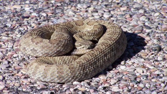 Rattlesnake bites 3-year-old walking ahead of grandpa on Arizona trail, officials say – MASHAHER