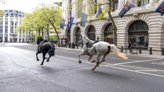 2 military horses that broke free and ran loose across London are in serious condition – MASHAHER