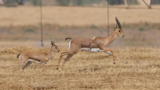 Six-legged gazelle spotted in Israel – MASHAHER