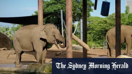 Beloved elephants to leave Taronga Zoo – MASHAHER