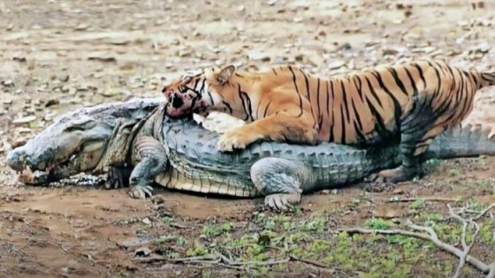 Watch Bengal Tigers Eat a Huge Crocodile – MASHAHER