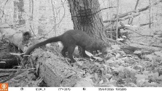 Fisher found in Kent? Animal gone for nearly two centuries making comeback in Ohio – MASHAHER