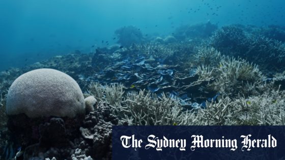 Great Barrier Reef 2024 bleaching event one of the worst – MASHAHER