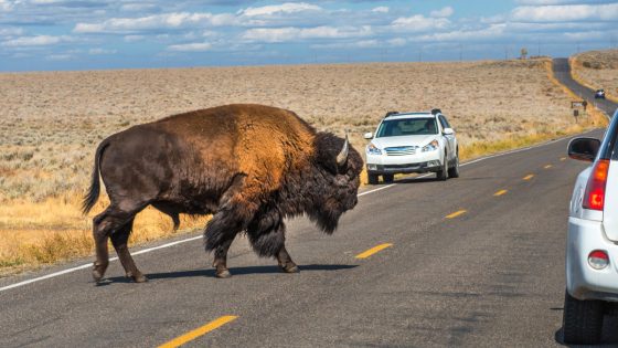 Man challenges bison to a fight at Yellowstone National Park – it’s a poor decision – MASHAHER