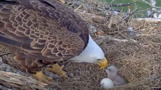 ‘Unexpected behavior’ from father leads to tragic death for just-hatched bald eagle – MASHAHER