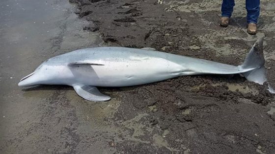 Officials offer $20,000 reward in case of young dolphin found shot to death on Louisiana beach – MASHAHER