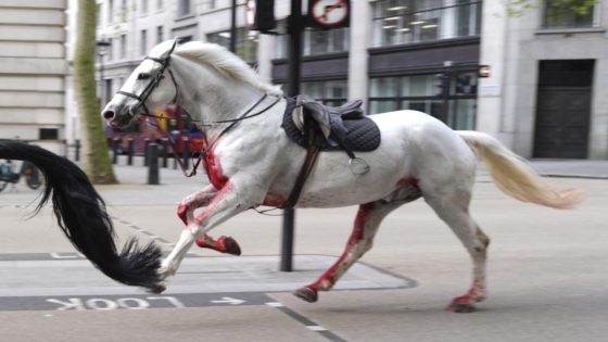 British Army says horses that bolted and ran loose in central London continue ‘to be cared for’ – MASHAHER